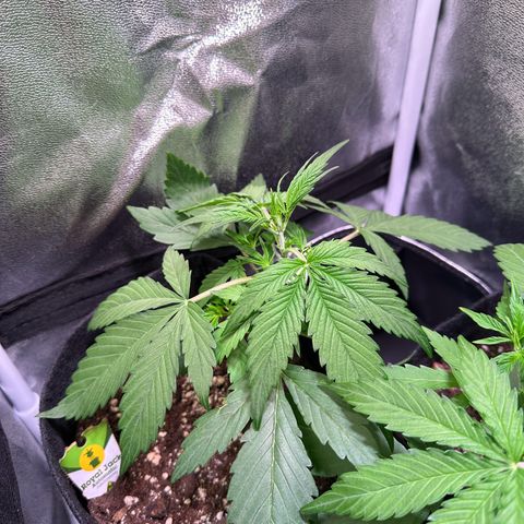Royal Jack Auto growlog timeline photo