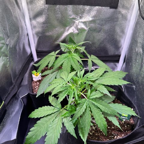 Royal Jack Auto growlog timeline photo