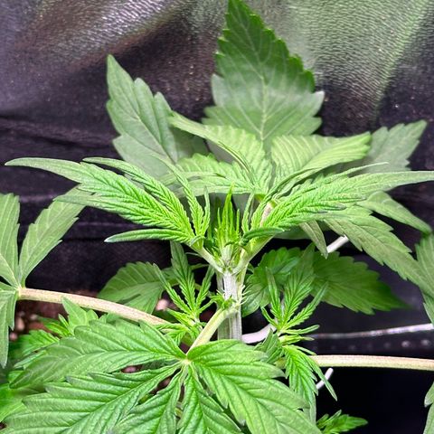 Royal Jack Auto growlog timeline photo