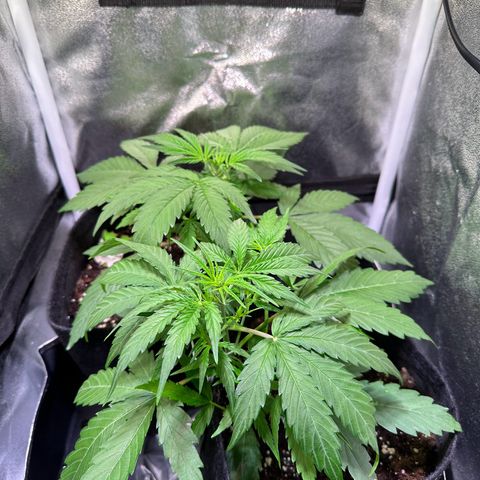 Orion F1 Automatic growlog timeline photo