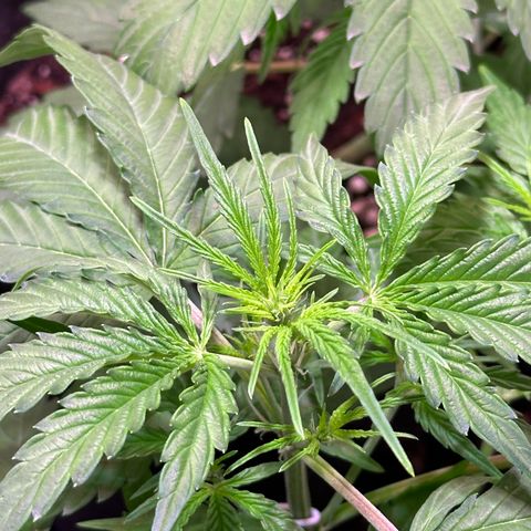 Orion F1 Automatic growlog timeline photo