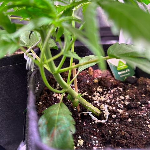 Orion F1 Automatic growlog timeline photo
