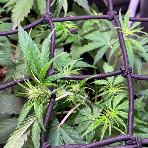 Orion F1 Automatic growlog timeline photo