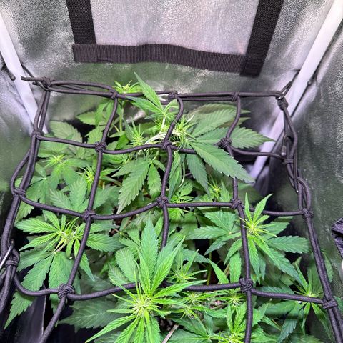 Orion F1 Automatic growlog timeline photo