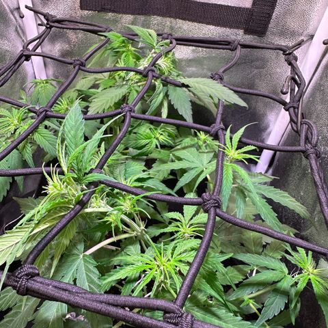 Orion F1 Automatic growlog timeline photo