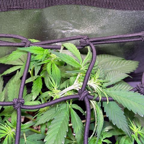 Royal Jack Auto growlog timeline photo
