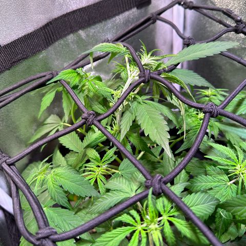 Royal Jack Auto growlog timeline photo