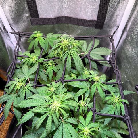 Orion F1 Automatic growlog timeline photo