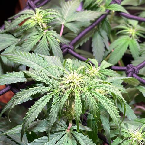 Orion F1 Automatic growlog timeline photo