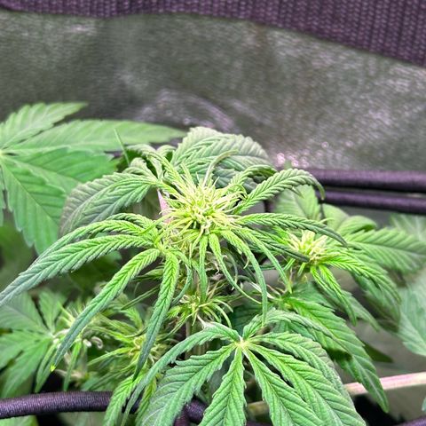 Royal Jack Auto growlog timeline photo