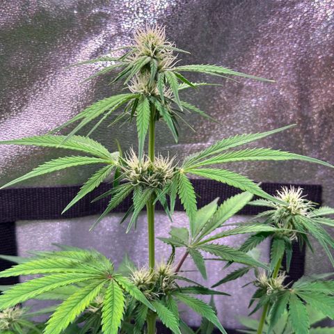 Royal Jack Auto growlog timeline photo