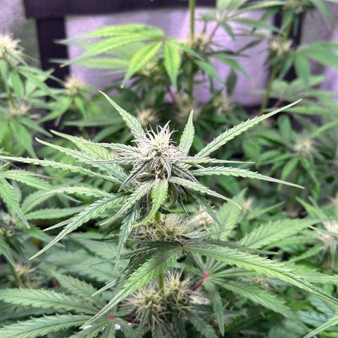 Orion F1 Automatic growlog timeline photo