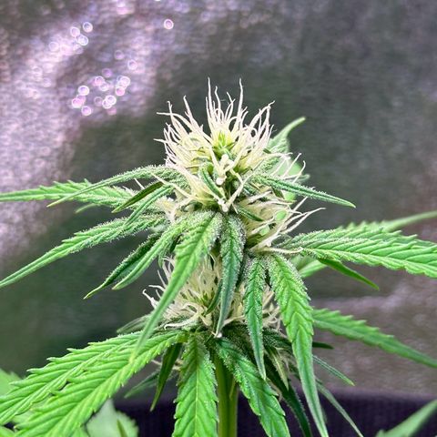 Royal Jack Auto growlog timeline photo
