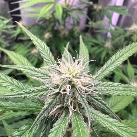 Orion F1 Automatic growlog timeline photo