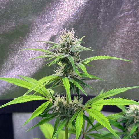 Royal Jack Auto growlog timeline photo