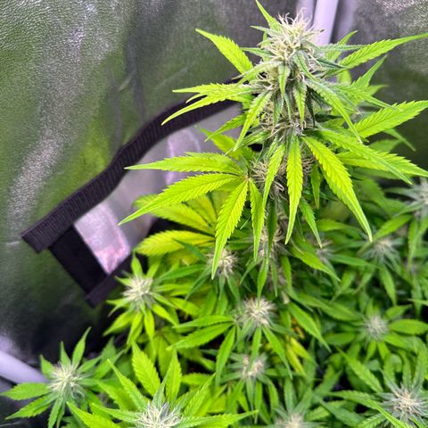 Royal Jack Auto growlog timeline photo