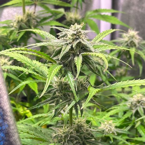 Orion F1 Automatic growlog timeline photo
