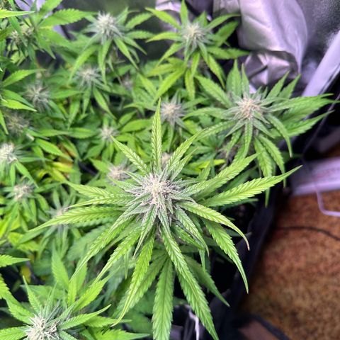 Orion F1 Automatic growlog timeline photo