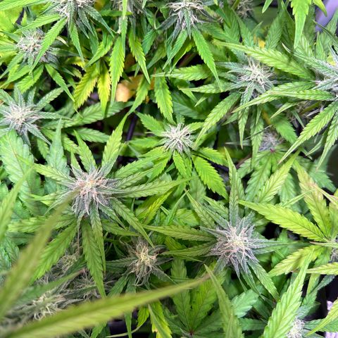 Orion F1 Automatic growlog timeline photo