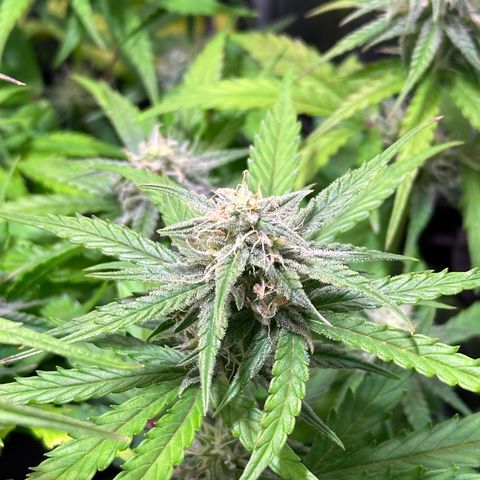 Orion F1 Automatic growlog timeline photo