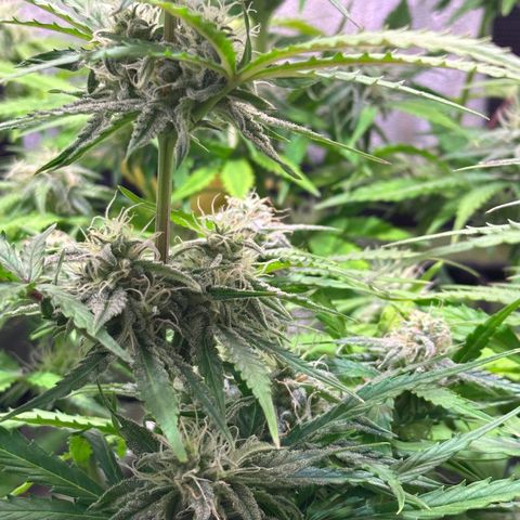 Orion F1 Automatic growlog timeline photo