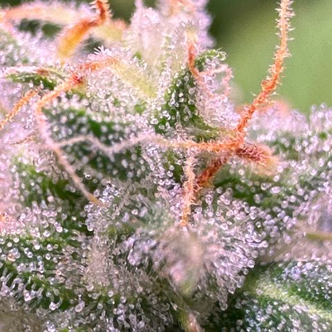 Orion F1 Automatic growlog timeline photo