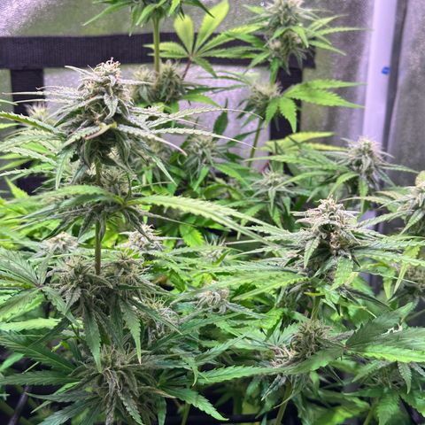 Orion F1 Automatic growlog timeline photo