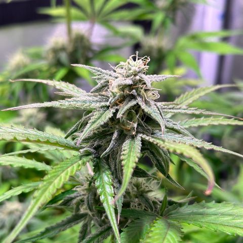 Orion F1 Automatic growlog timeline photo