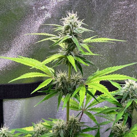 Royal Jack Auto growlog timeline photo
