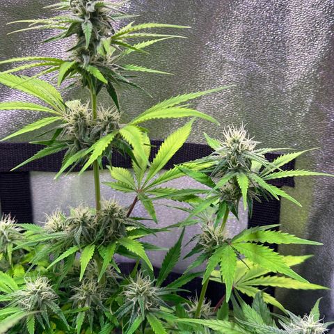 Royal Jack Auto growlog timeline photo
