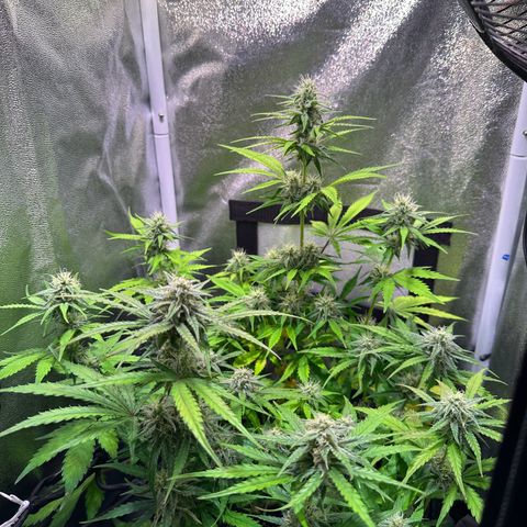 Orion F1 Automatic growlog timeline photo