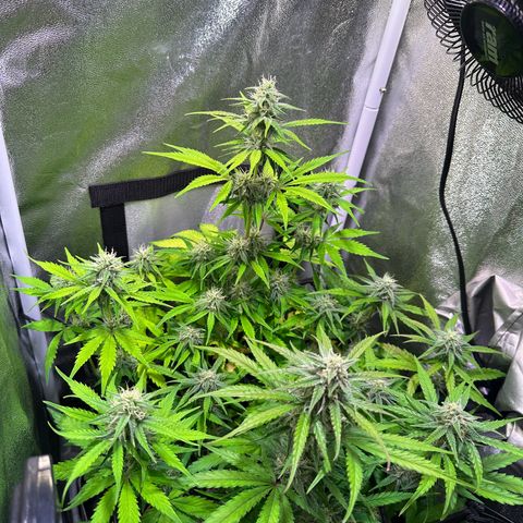 Orion F1 Automatic growlog timeline photo