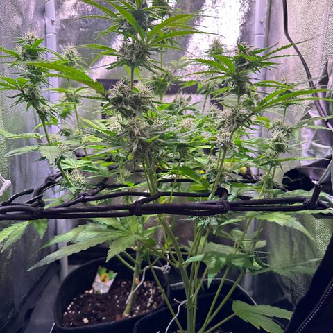 Orion F1 Automatic growlog timeline photo