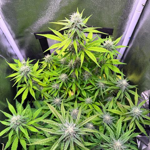 Orion F1 Automatic growlog timeline photo
