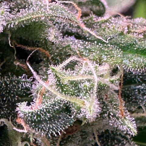 Orion F1 Automatic growlog timeline photo