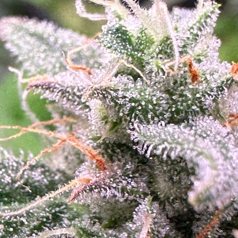 Orion F1 Automatic growlog timeline photo