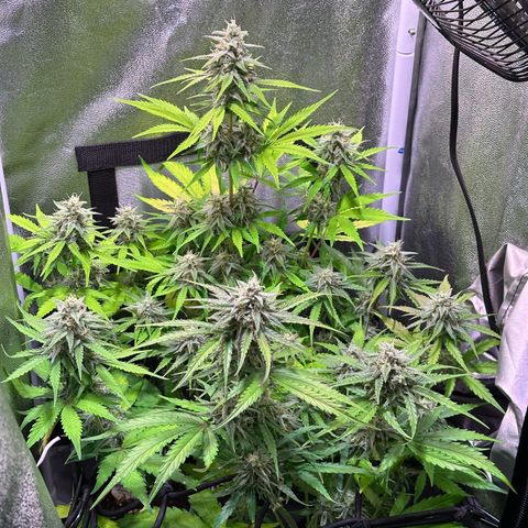 Orion F1 Automatic growlog timeline photo