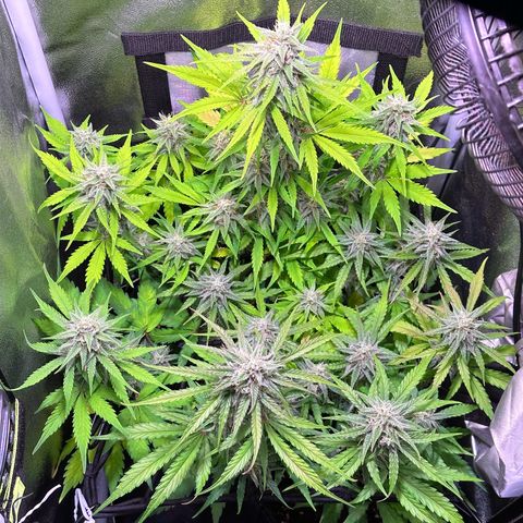 Orion F1 Automatic growlog timeline photo