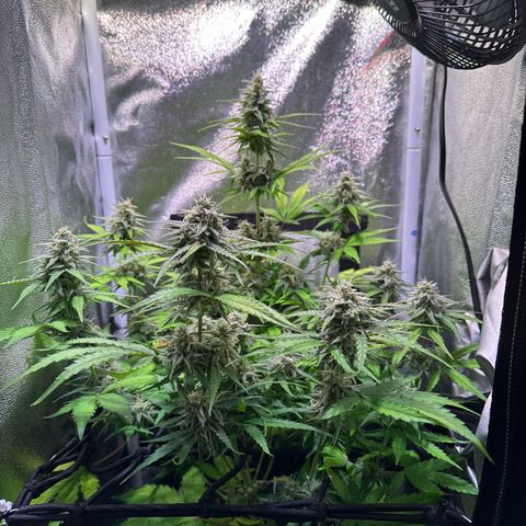 Orion F1 Automatic growlog timeline photo