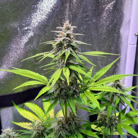 Royal Jack Auto growlog timeline photo
