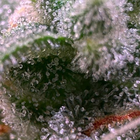 Orion F1 Automatic growlog timeline photo