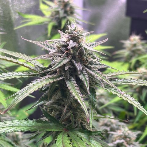 Orion F1 Automatic growlog timeline photo