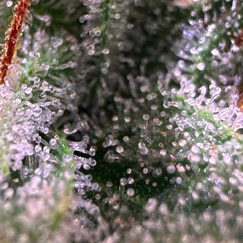 Orion F1 Automatic growlog timeline photo