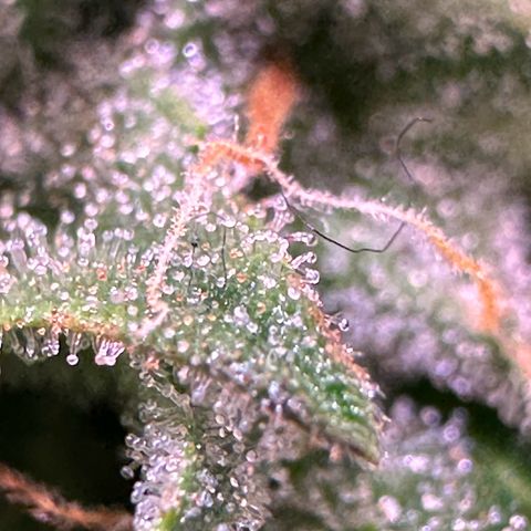 Orion F1 Automatic growlog timeline photo