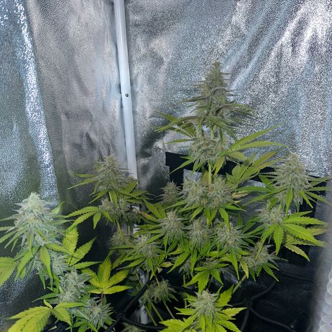 Royal Jack Auto growlog timeline photo