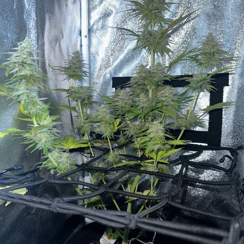Royal Jack Auto growlog timeline photo