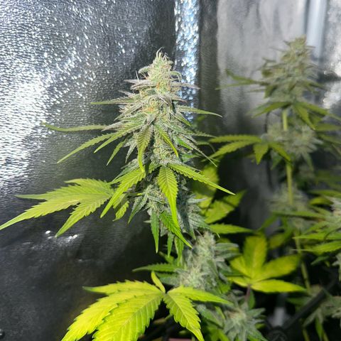 Royal Jack Auto growlog timeline photo