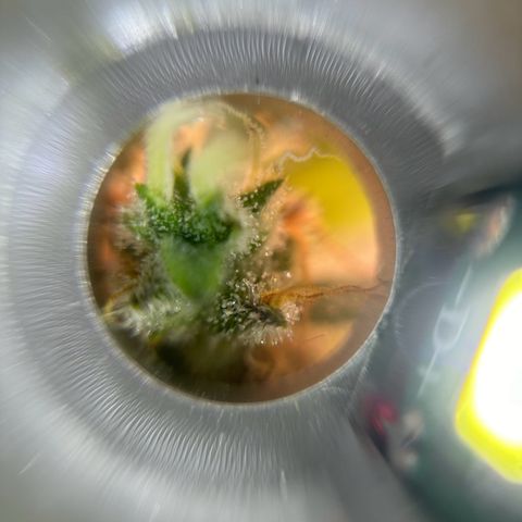 Royal Jack Auto growlog timeline photo