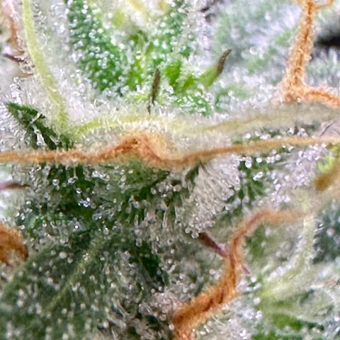 Royal Jack Auto growlog timeline photo