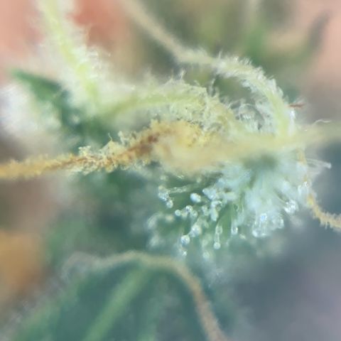 Royal Jack Auto growlog timeline photo